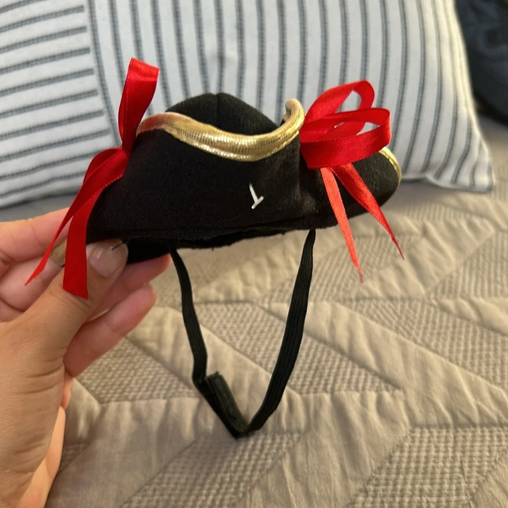 Cat small dog pirate hat 🏴‍☠️